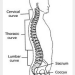 脊柱的3个生理弯曲，分别是颈曲（位于颈部底部即从寰椎至隆椎的脊柱前突）、胸曲（位于背部中间即从第1胸椎至第12胸椎的脊柱后突）和腰曲（位于腰部底下即从第1腰椎至第5腰椎的脊柱前突）。