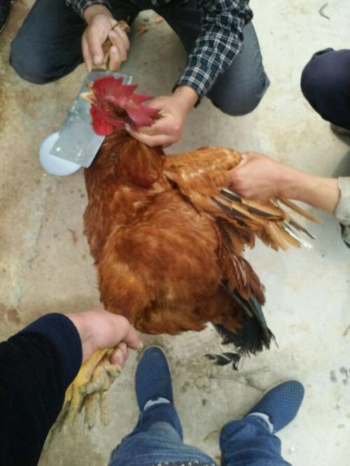 杀鸡割喉放血