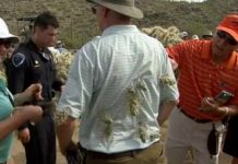 掉进仙人掌堆里怎么办？